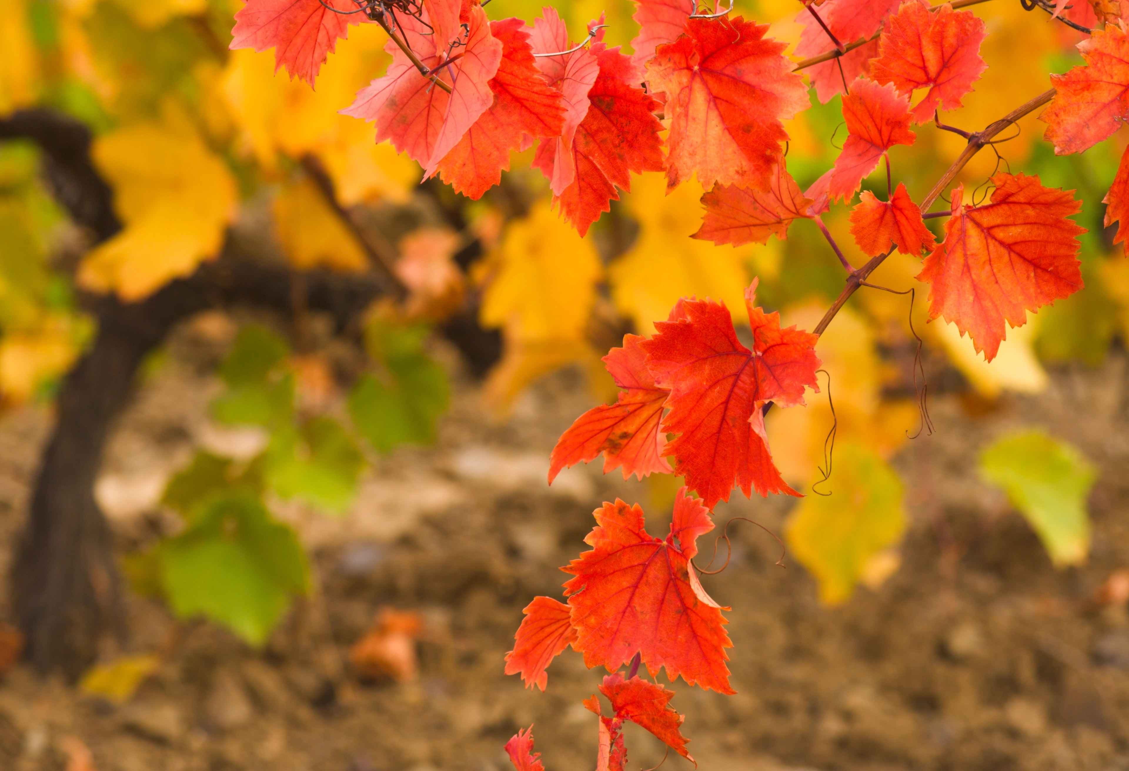 Vinkunskaper för nybörjaren