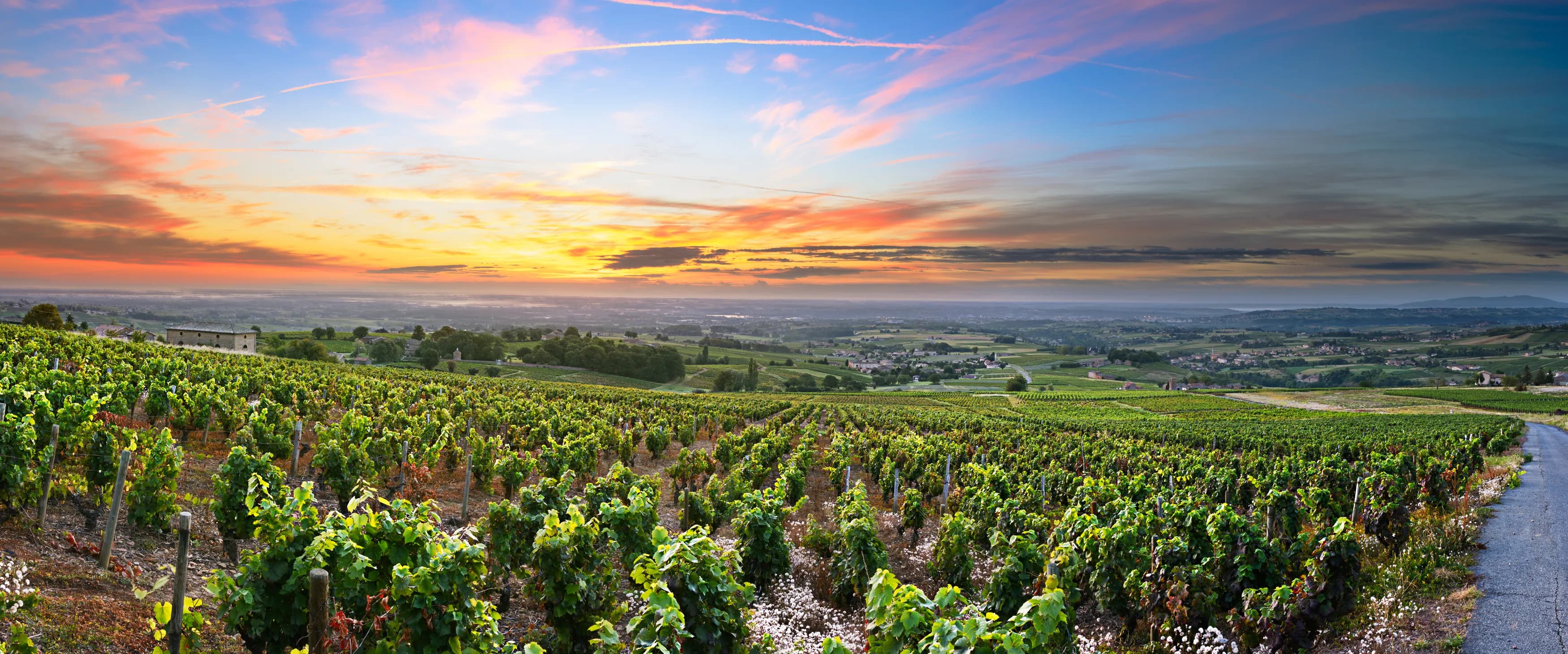 DRUVKOLLEN: GAMAY