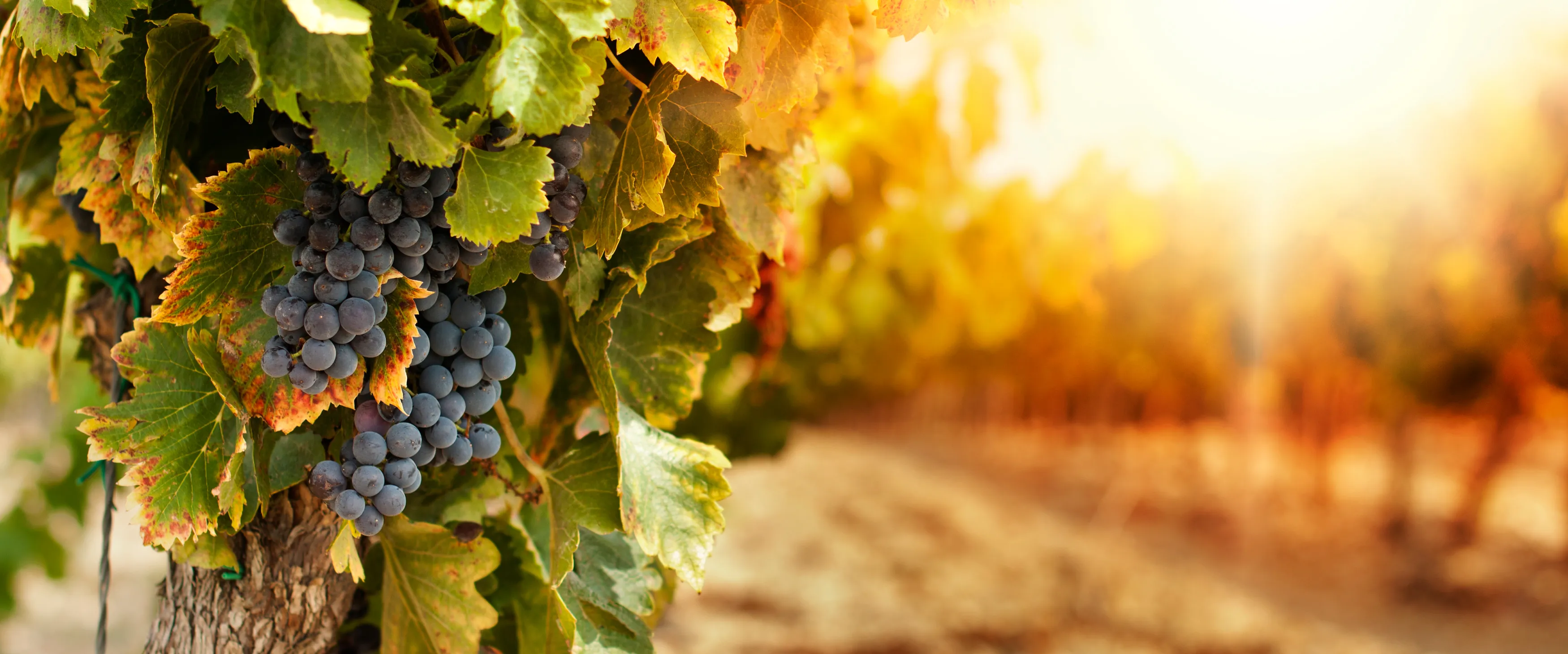 DRUVKOLLEN: SANGIOVESE